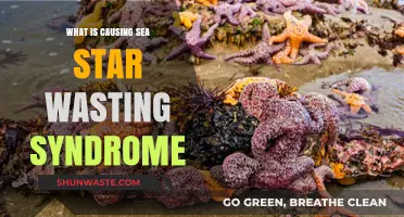 Unraveling the Mystery: Causes of Sea Star Wasting Syndrome Explained