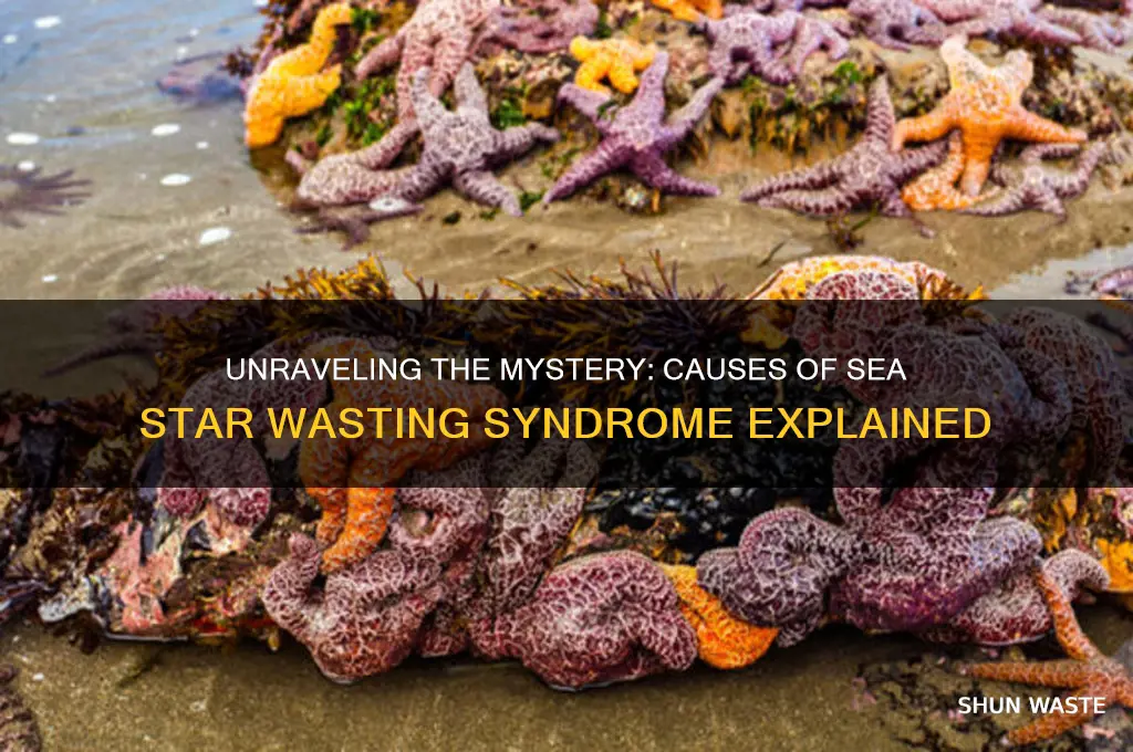 what is causing sea star wasting syndrome