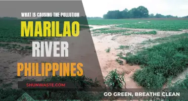 Marilao River's Pollution: Sources and Solutions Revealed