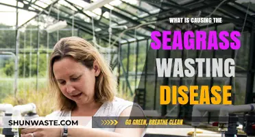Unraveling the Mystery: Causes of Seagrass Wasting Disease Explained