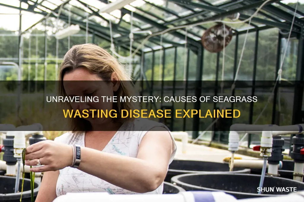 what is causing the seagrass wasting disease