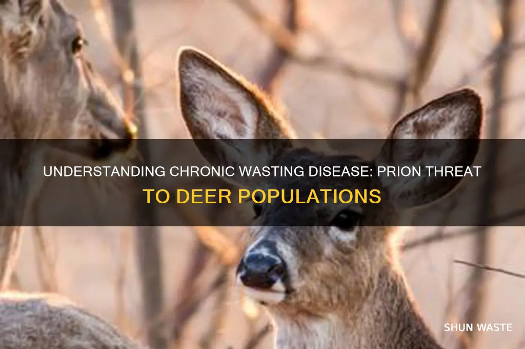 what is chronic brain wasting disease in deer prion