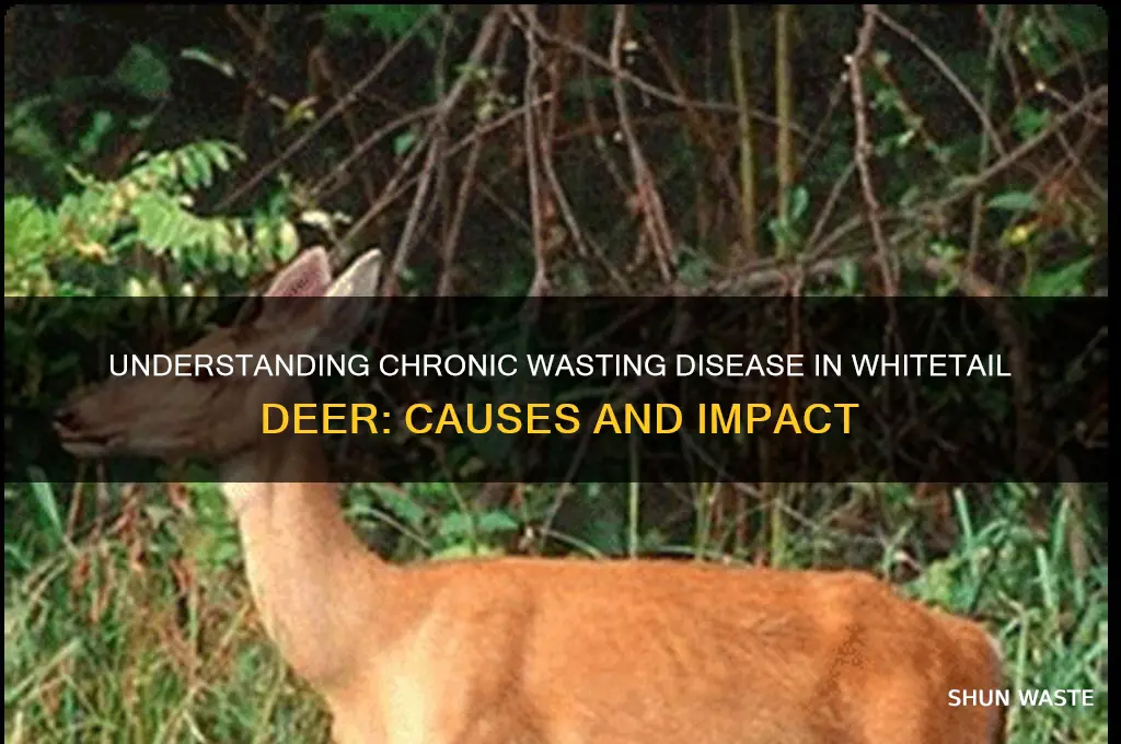 what is chronic waste disease in whitetail deer