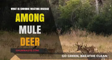 Understanding Chronic Wasting Disease in Mule Deer Populations