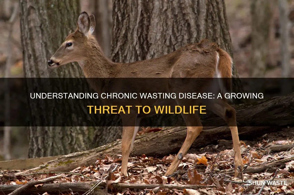 what is chronic wasting disease in animals