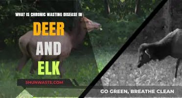 Understanding Chronic Wasting Disease in Deer and Elk