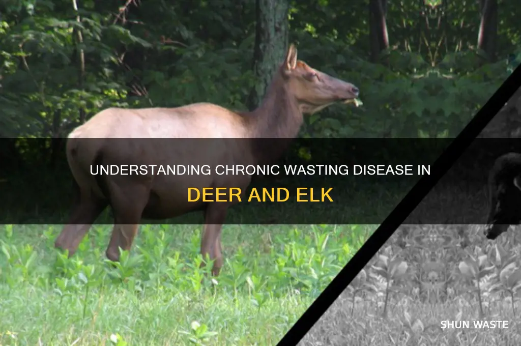 what is chronic wasting disease in deer and elk