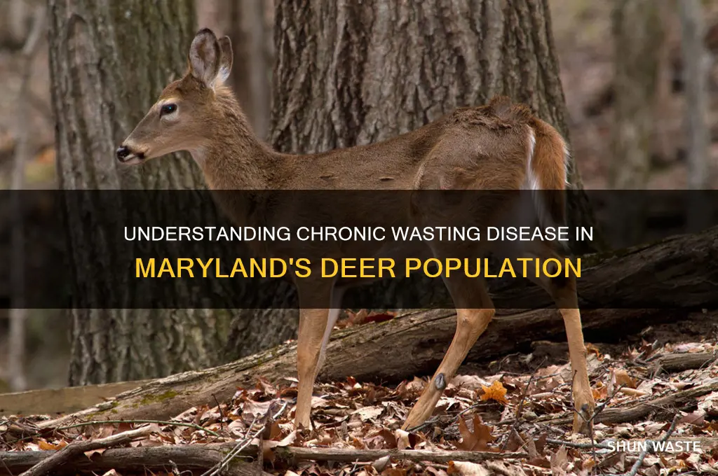 what is chronic wasting disease in deer in md