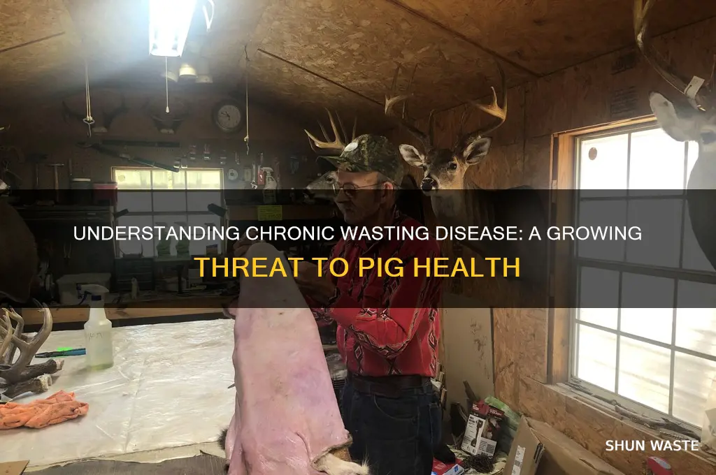 what is chronic wasting disease in pigs