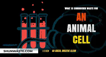 Animal Cell Waste: Understanding Byproducts and Disposal Mechanisms