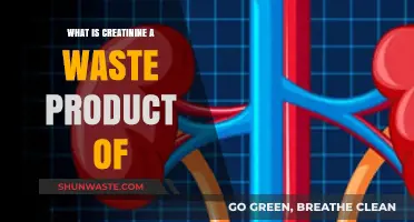 Understanding Creatinine: A Waste Product of Muscle Metabolism Explained