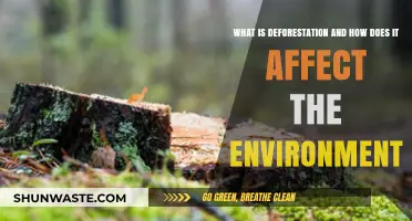 Deforestation's Impact: Understanding Environmental Consequences and Global Effects