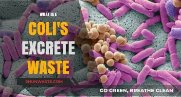 Understanding E. Coli's Waste Excretion Process and Its Impact
