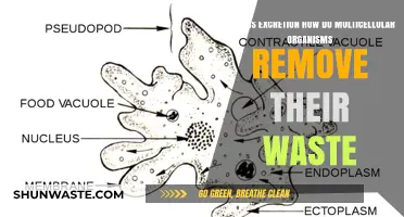 Excretion Explained: How Multicellular Organisms Eliminate Waste Efficiently