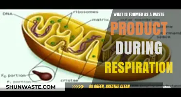 Understanding the Waste Product Formed During Cellular Respiration Process