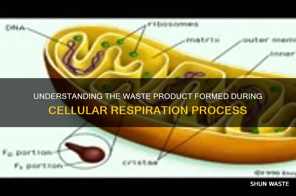 what is formed as a waste product during respiration