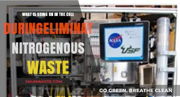 Cellular Waste Management: How Cells Eliminate Nitrogenous Waste