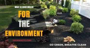 Eco-Friendly Mulching: Sustainable Options for a Greener, Healthier Garden