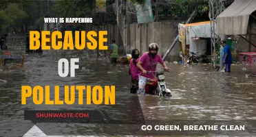 Pollution's Impact: A World in Crisis