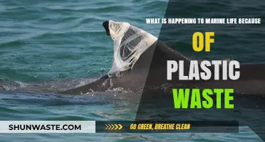 Plastic Pollution Crisis: Devastating Impacts on Marine Life and Ecosystems