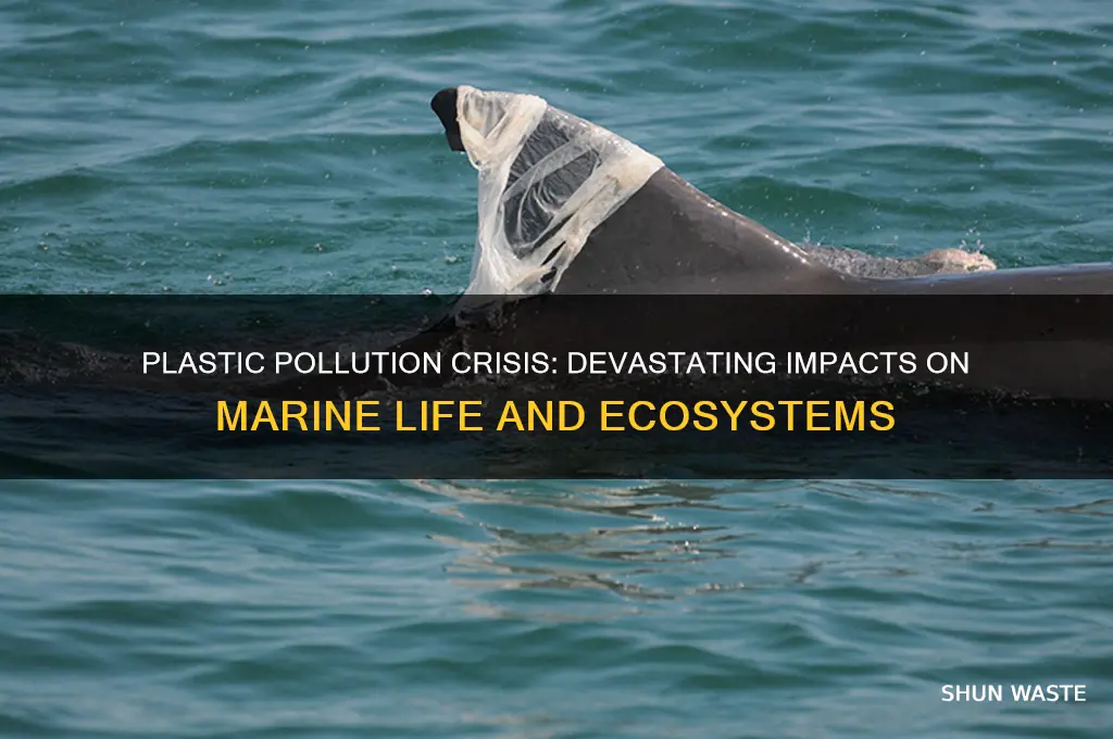 what is happening to marine life because of plastic waste