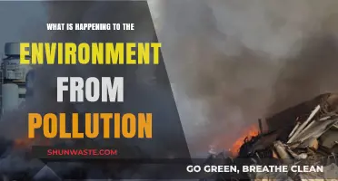 The Devastating Impact of Pollution on Our Environment