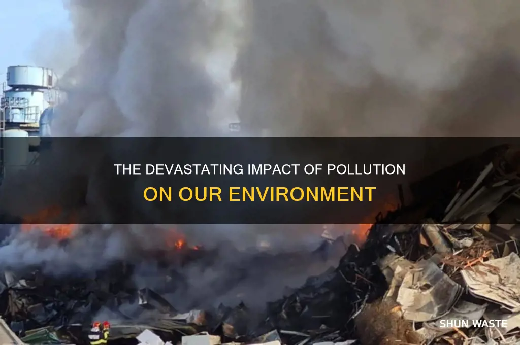 what is happening to the environment from pollution