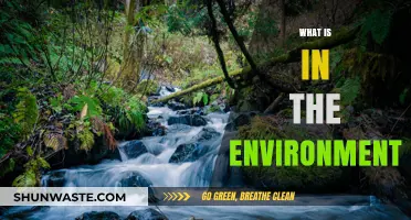 The Environment: What's Around Us?