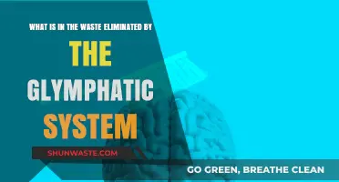 Unveiling the Glymphatic System's Waste: What's Eliminated During Cleansing?