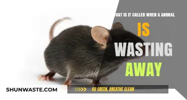 Understanding Cachexia: The Devastating Condition of Animal Wasting Syndrome
