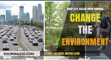 Human Impact: Understanding Our Role in Shaping the Environment