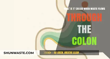 Understanding Colon Waste Transit: The Process and Its Significance