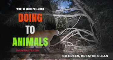 Light Pollution: Impacting Animal Behavior and Health