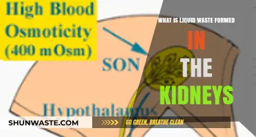 Understanding Liquid Waste: How Kidneys Form and Process Urine