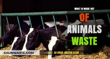 From Waste to Wonders: Surprising Products Made from Animal Byproducts