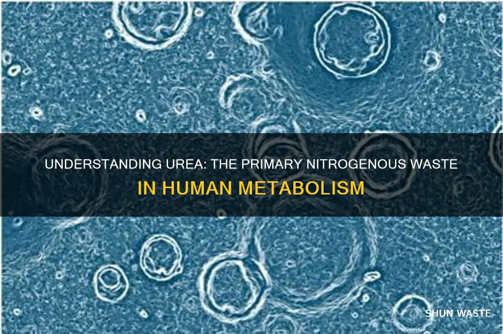 what is major nitrogenous waste in human being