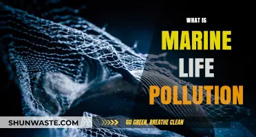 The Ocean's Pollution Crisis