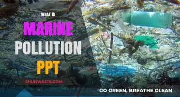 Understanding Marine Pollution: Its Causes and Effects