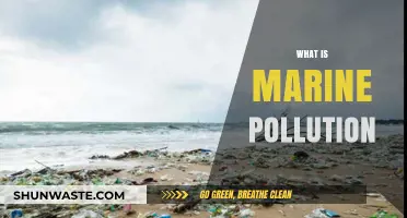 The Dark Side of Marine Pollution