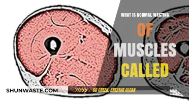 Understanding Sarcopenia: The Natural Muscle Loss Process Explained