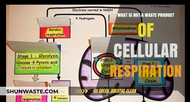 Unveiling the Non-Waste Products of Cellular Respiration: A Comprehensive Guide