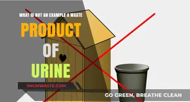 Understanding Urine: What Isn't a Waste Product in Your Body's Output?