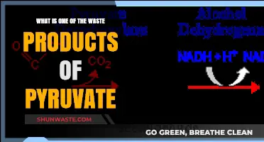 Exploring Pyruvate Metabolism: Unveiling a Key Waste Product and Its Role