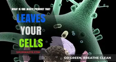 Understanding Cellular Waste: The Role of Carbon Dioxide in Your Body