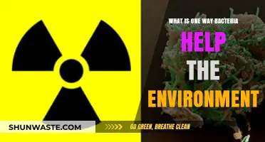 Bacteria's Eco-Friendly Role: How Microbes Sustain Our Environment