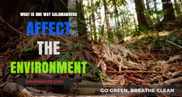 How Salamanders Shape Ecosystems: Their Surprising Environmental Impact