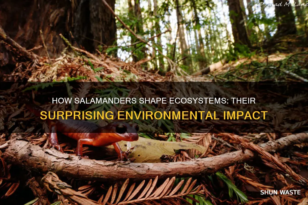 what is one way salamanders affect the environment