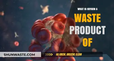 Oxygen as a Waste Product: Understanding Photosynthesis and Cellular Respiration