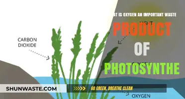 Oxygen's Role: A Vital Waste Product of Photosynthesis Explained