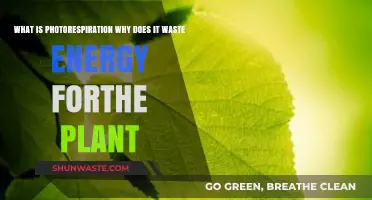 Photorespiration: Why Plants Waste Energy in This Metabolic Process